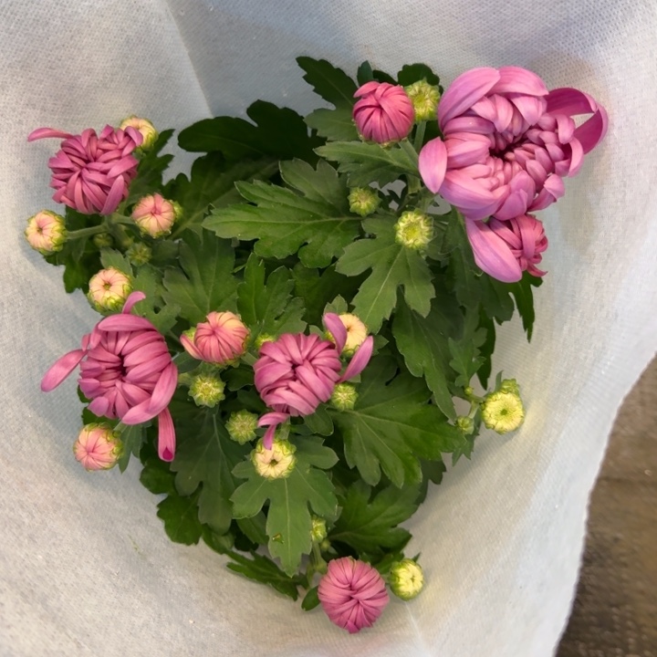 140#龙爪菊紫色盆栽