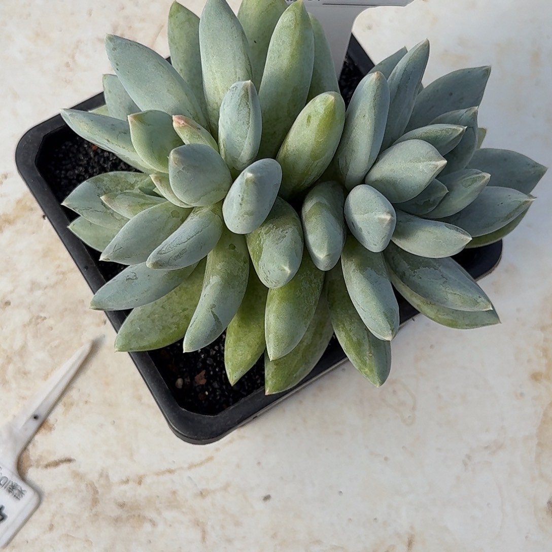 706伊丽莎白多肉植物