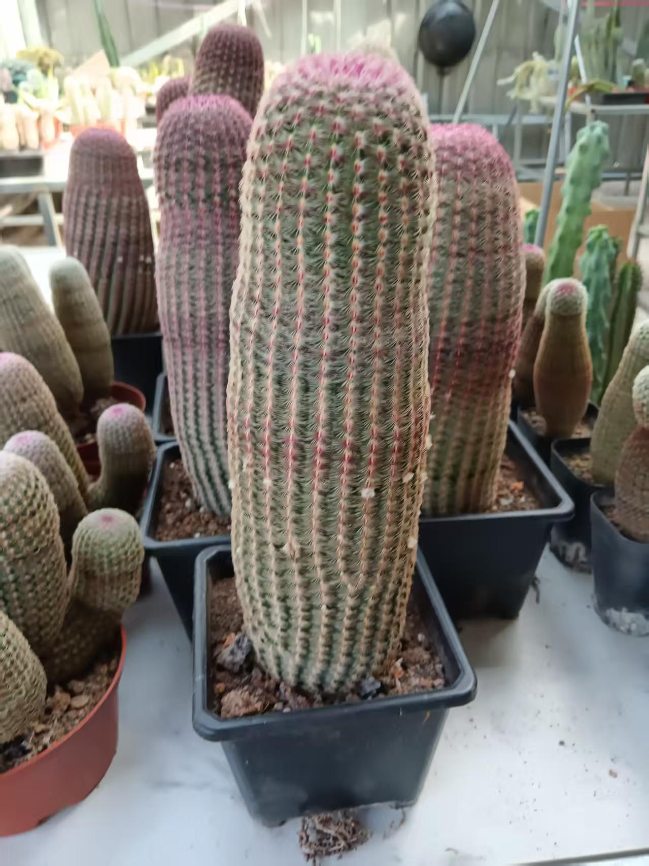 单头红太阳仙人球精品盆栽耐旱开花不带盆土发货
