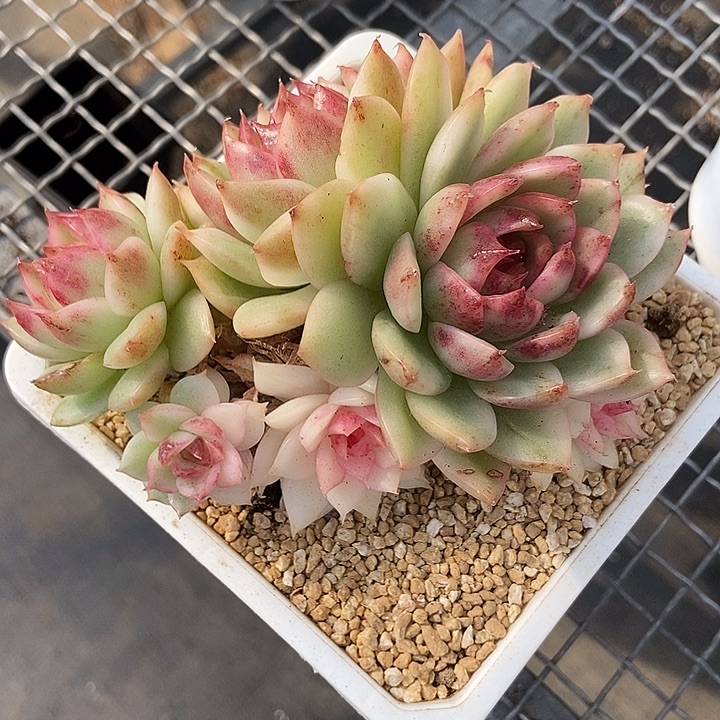 黑水晶锦群多肉植物