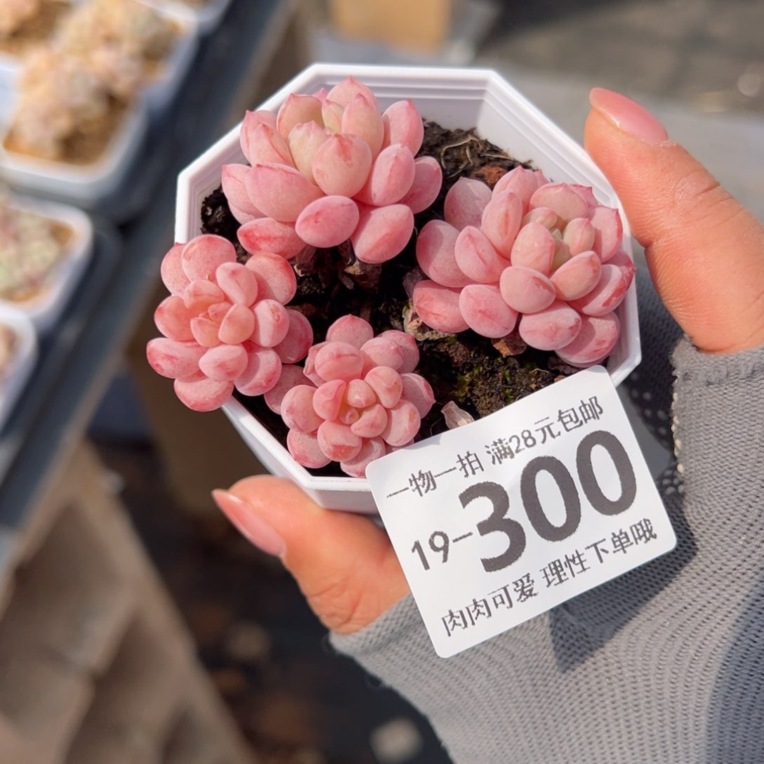 小红蛋多肉多肉多肉多肉