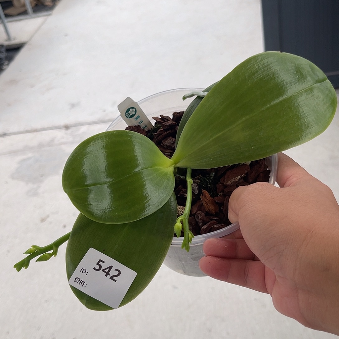 巴***型完全开放542 黄金斑马