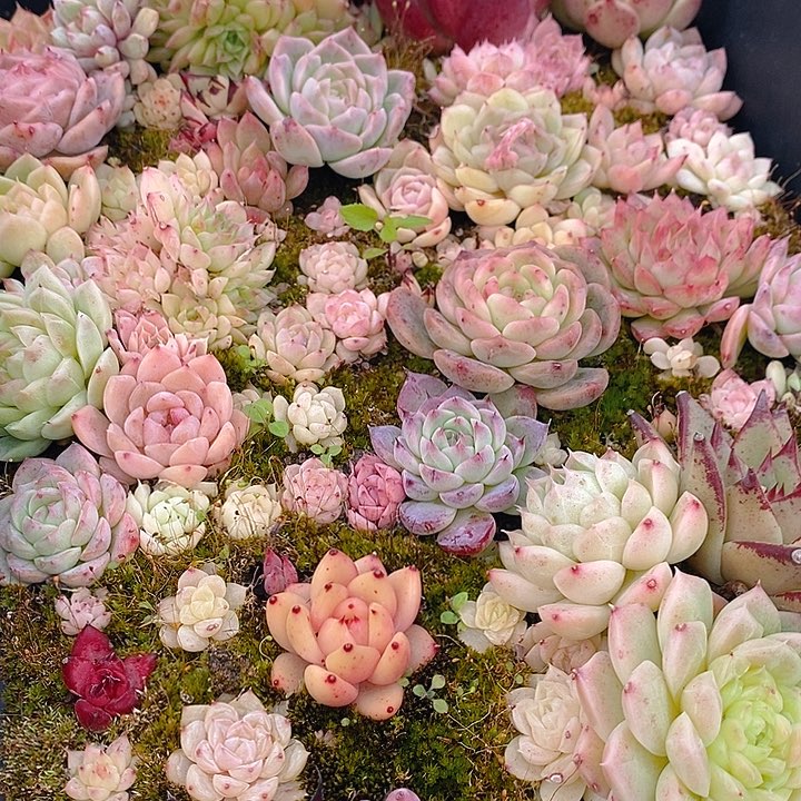  191 多肉植物盆栽花卉植物
