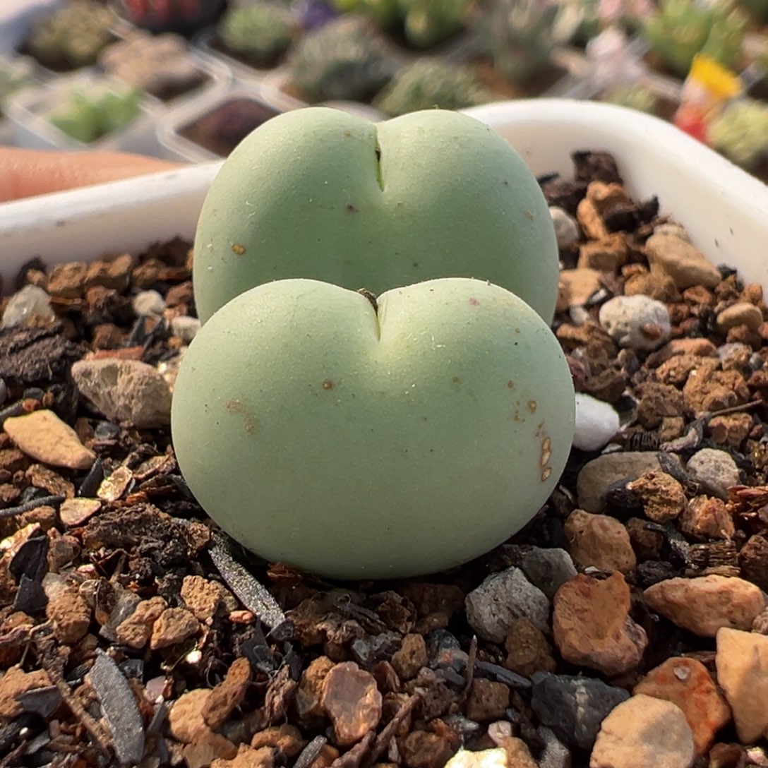 852多肉植物种类多样