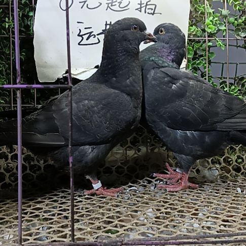 元宝青年鸽子一对