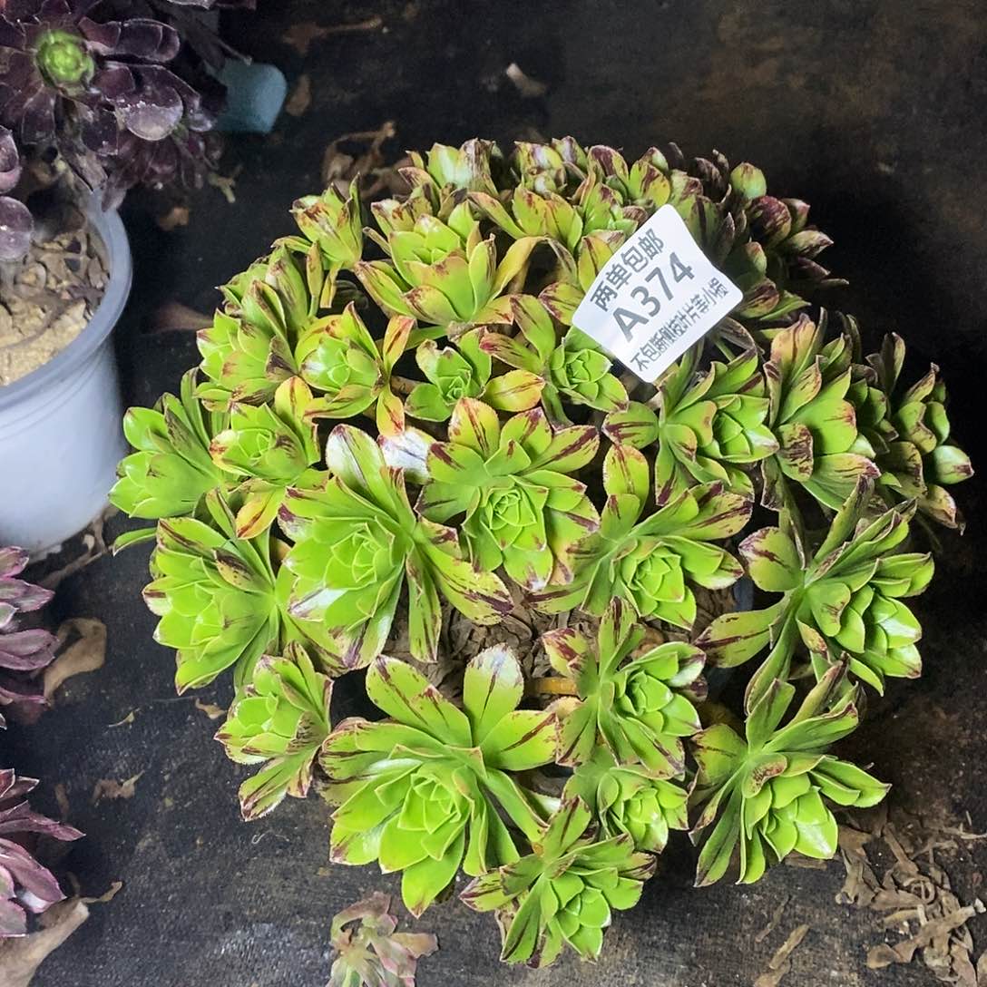 374碧火老桩多肉法师锦