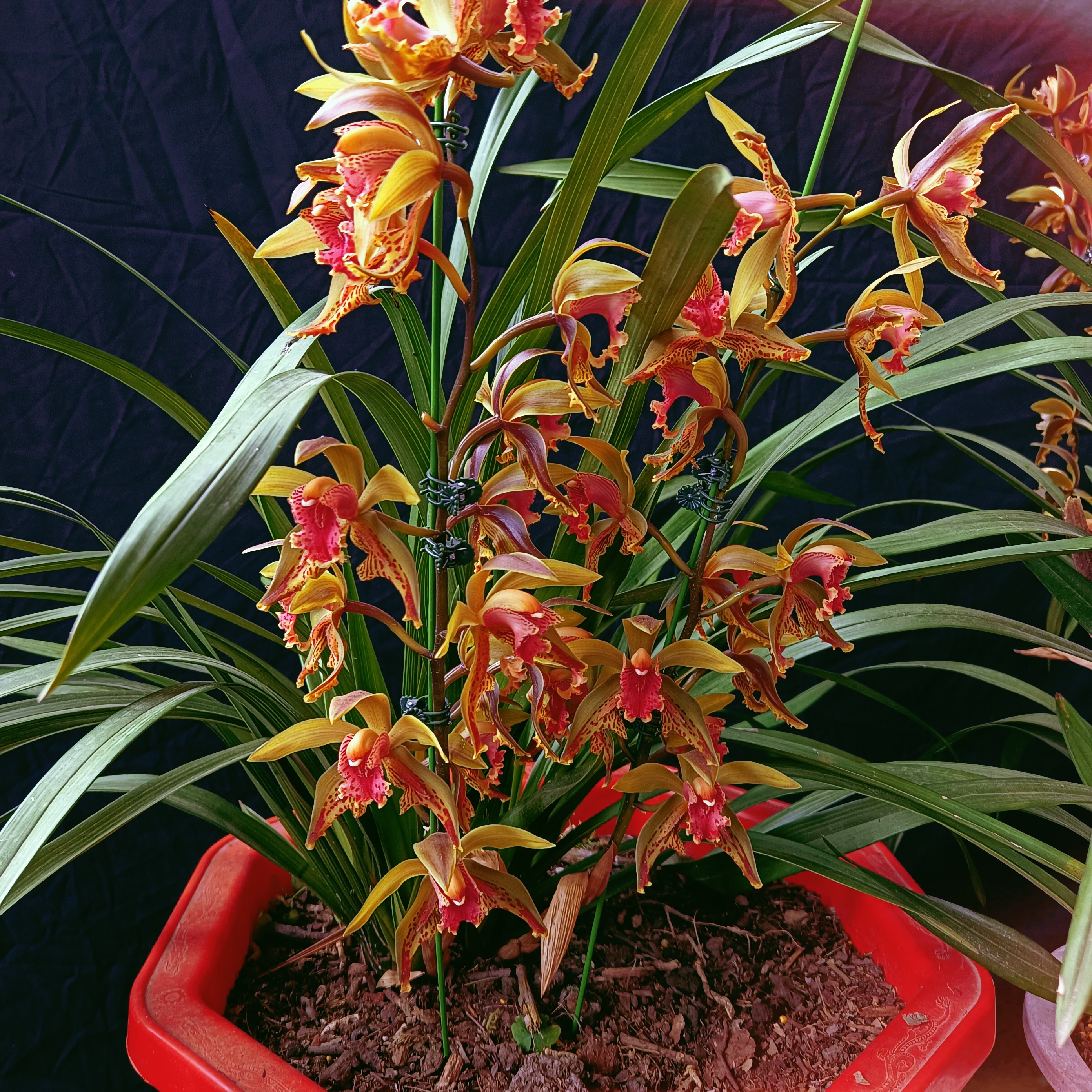 云南奇花虎头兰、红素奇蝶（兰花绿植不包活）介意勿拍