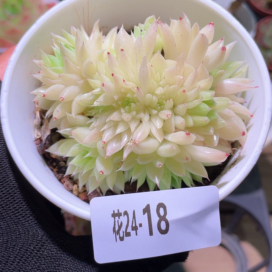 花利美24-18麦秆