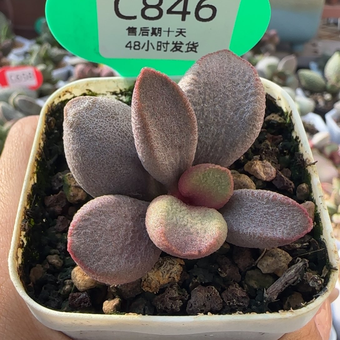 福利多肉水泡。  846。。  。     