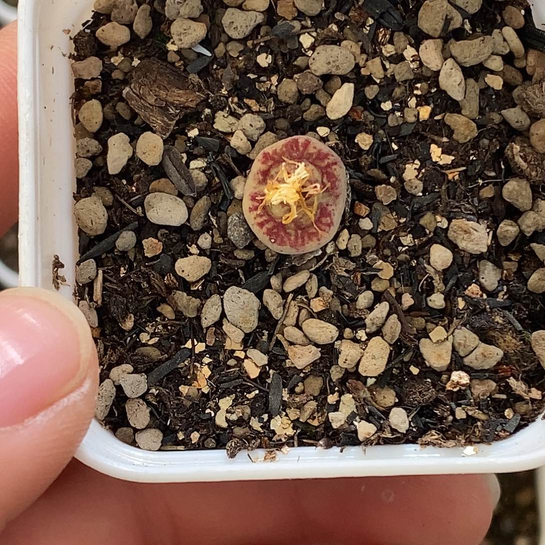 啊****士202-11-杂交脱土。    