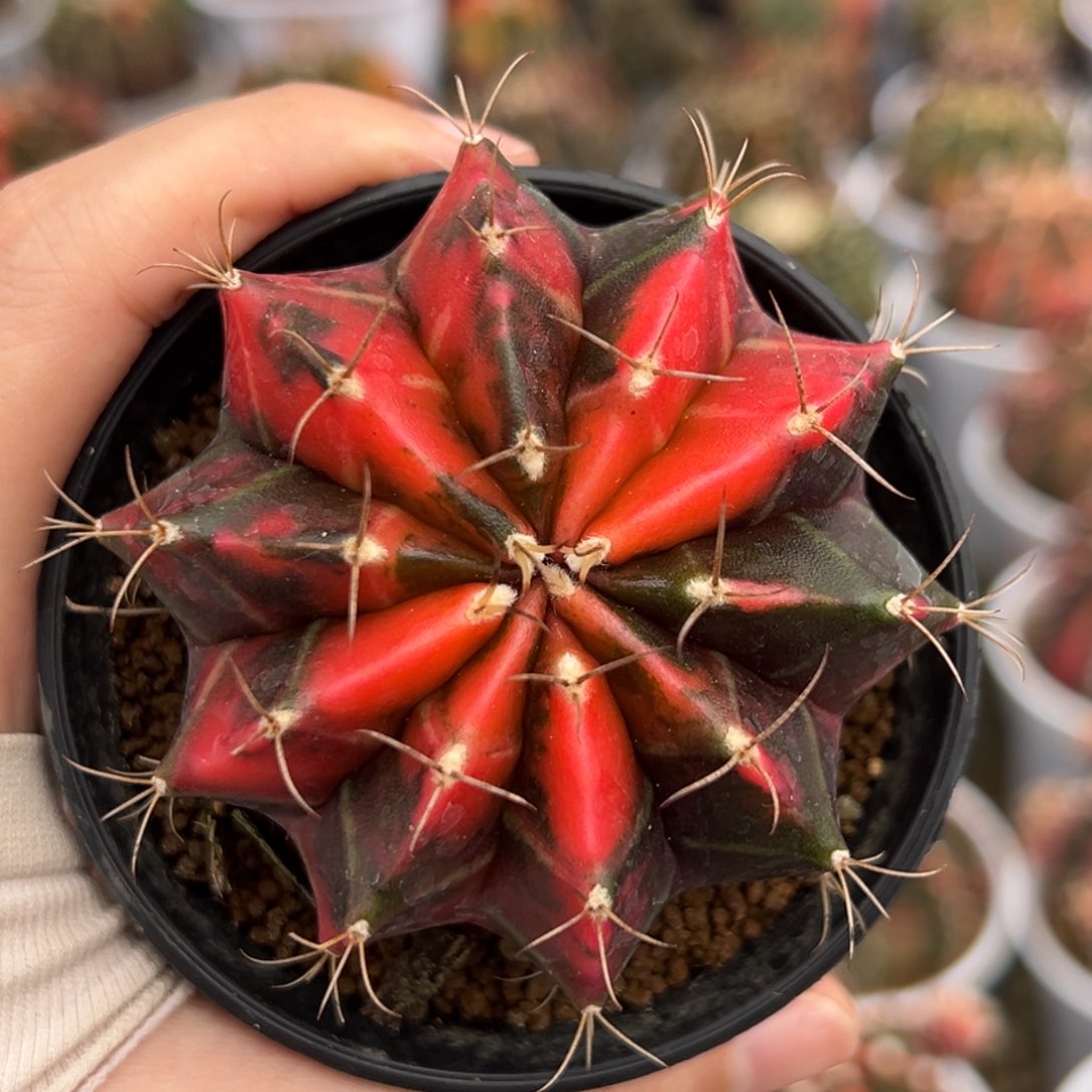 实生油画锦米哈锦