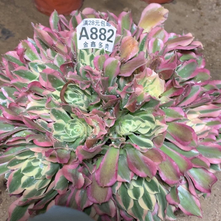 882多肉植物一物一拍
