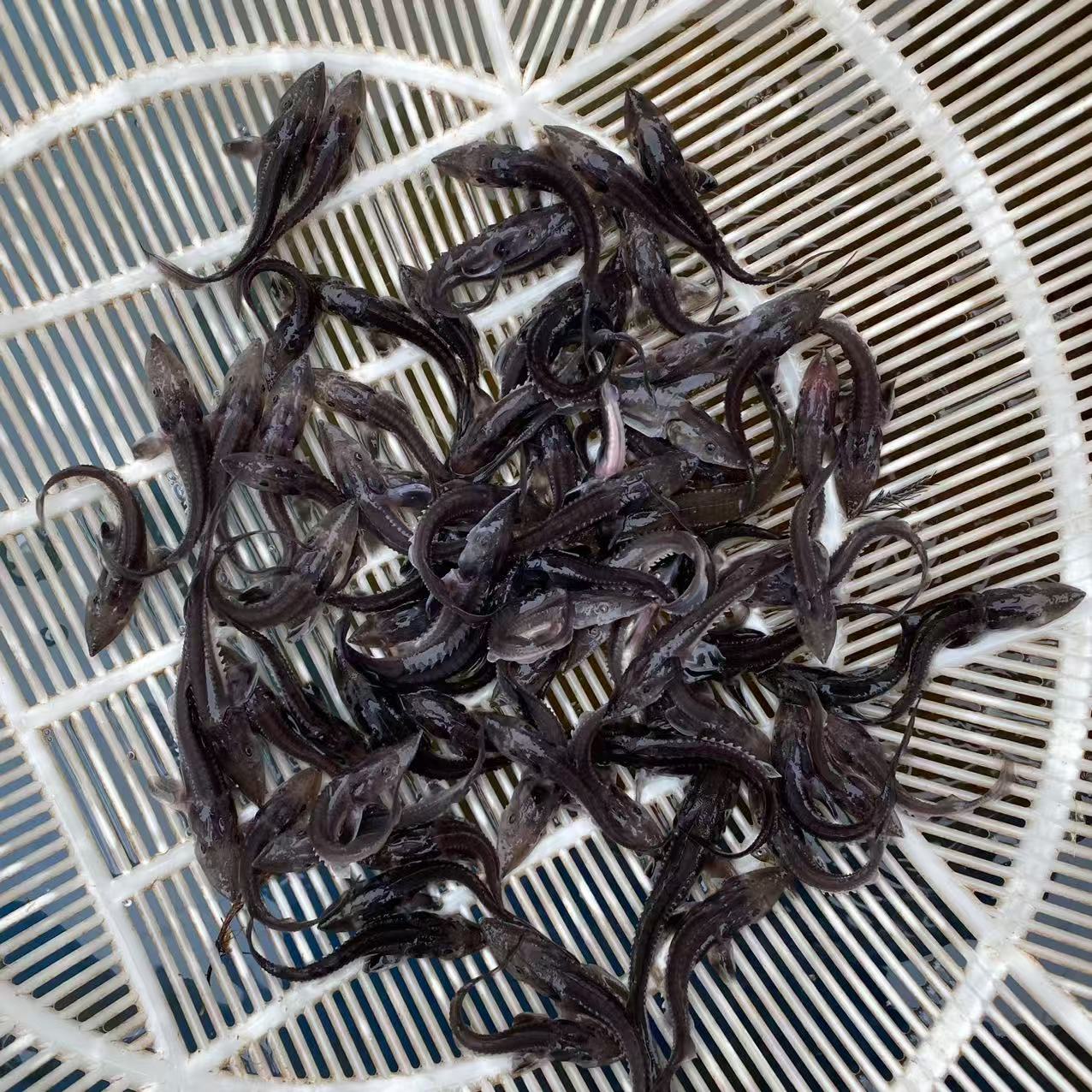 鲟鱼观赏鱼水族活体重庆发货