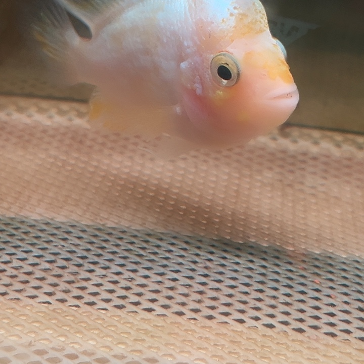 罗汉鱼雪山罗汉鱼