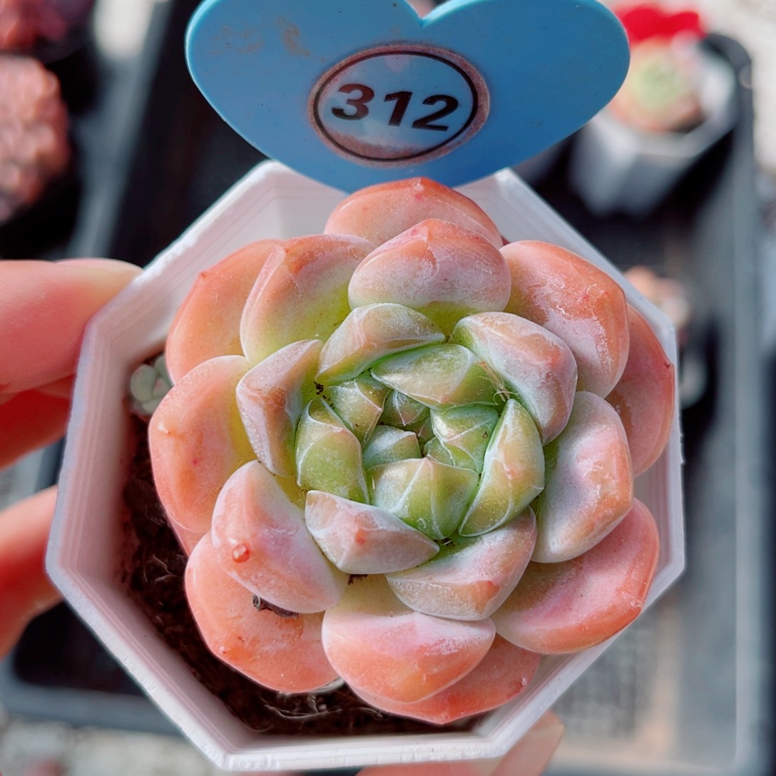 312号小老桩糖心单头