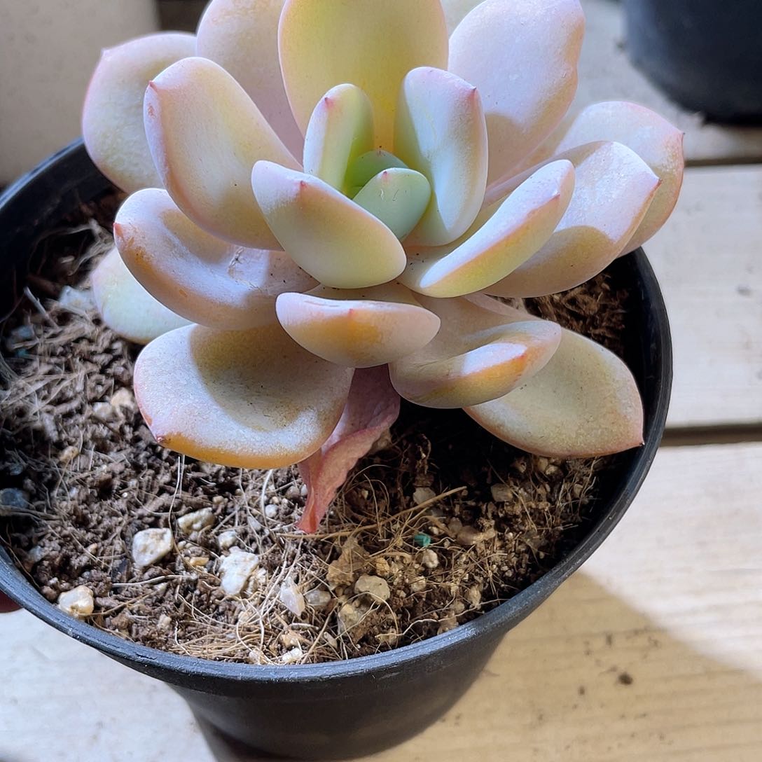 1108 奶茶 六月六