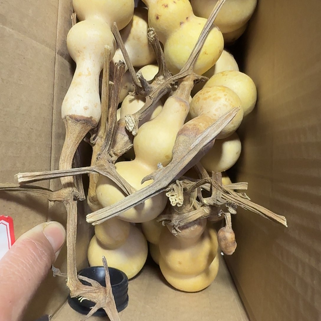 战***8葫芦葫芦根汤做法材料土豆青皮白菜去