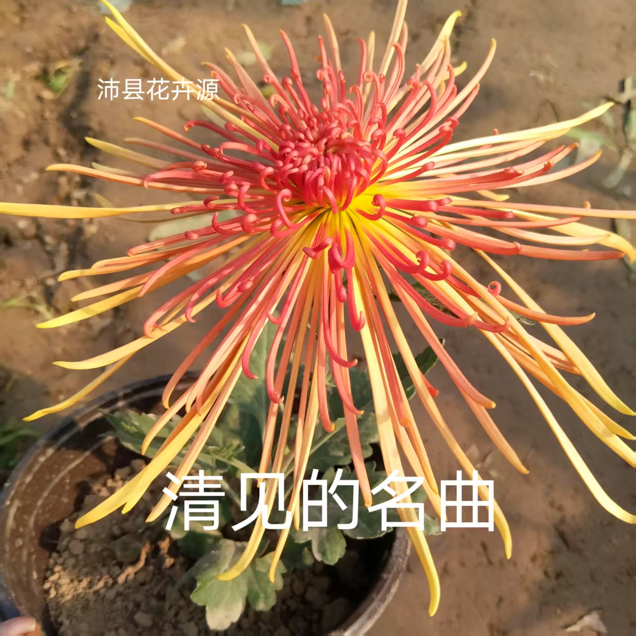 清见的名曲，2棵菊花小苗。穴盘苗。