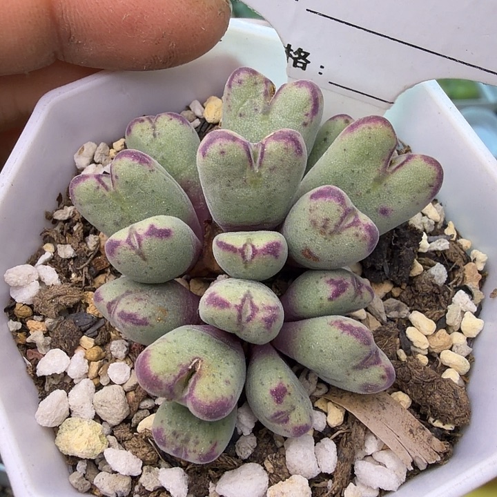 233。满38包邮肉锥