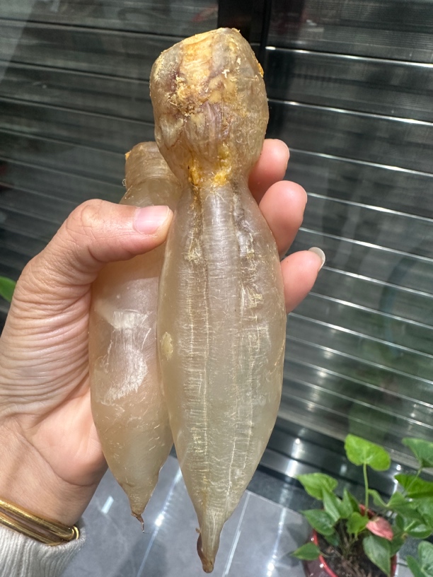 蜘蛛公66头深海高品质花胶直播间称重