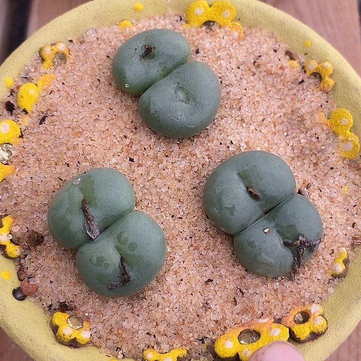 23522一组三颗饼         