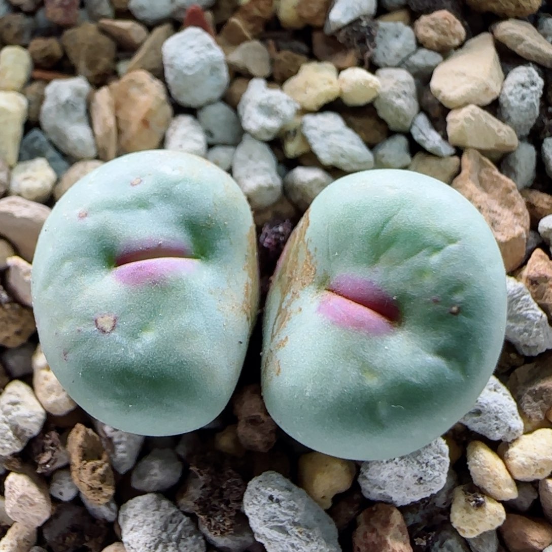 1-14-4-5特选中型嘟嘟嘴1.3cm多肉脱土