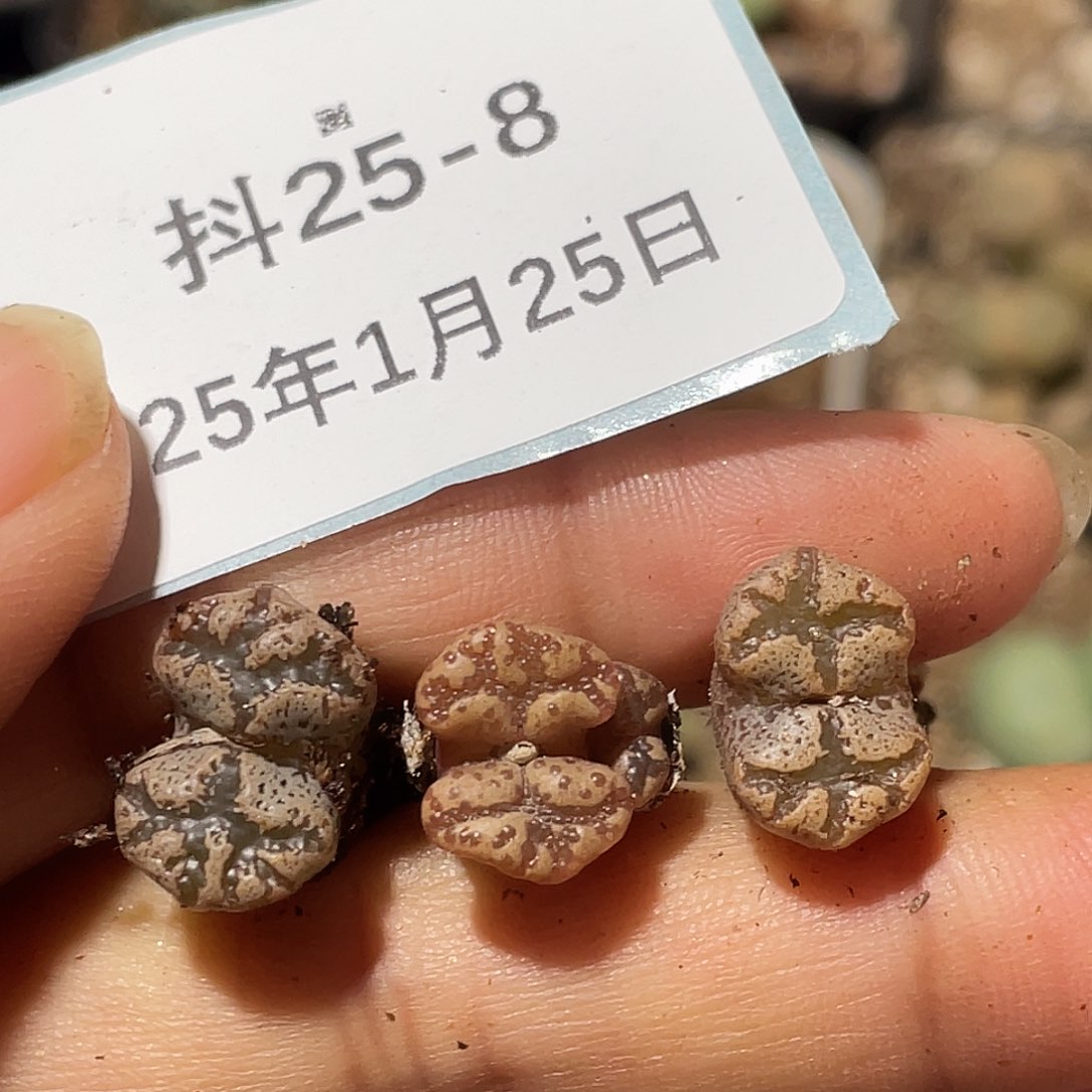 25-8超碟多肉植物