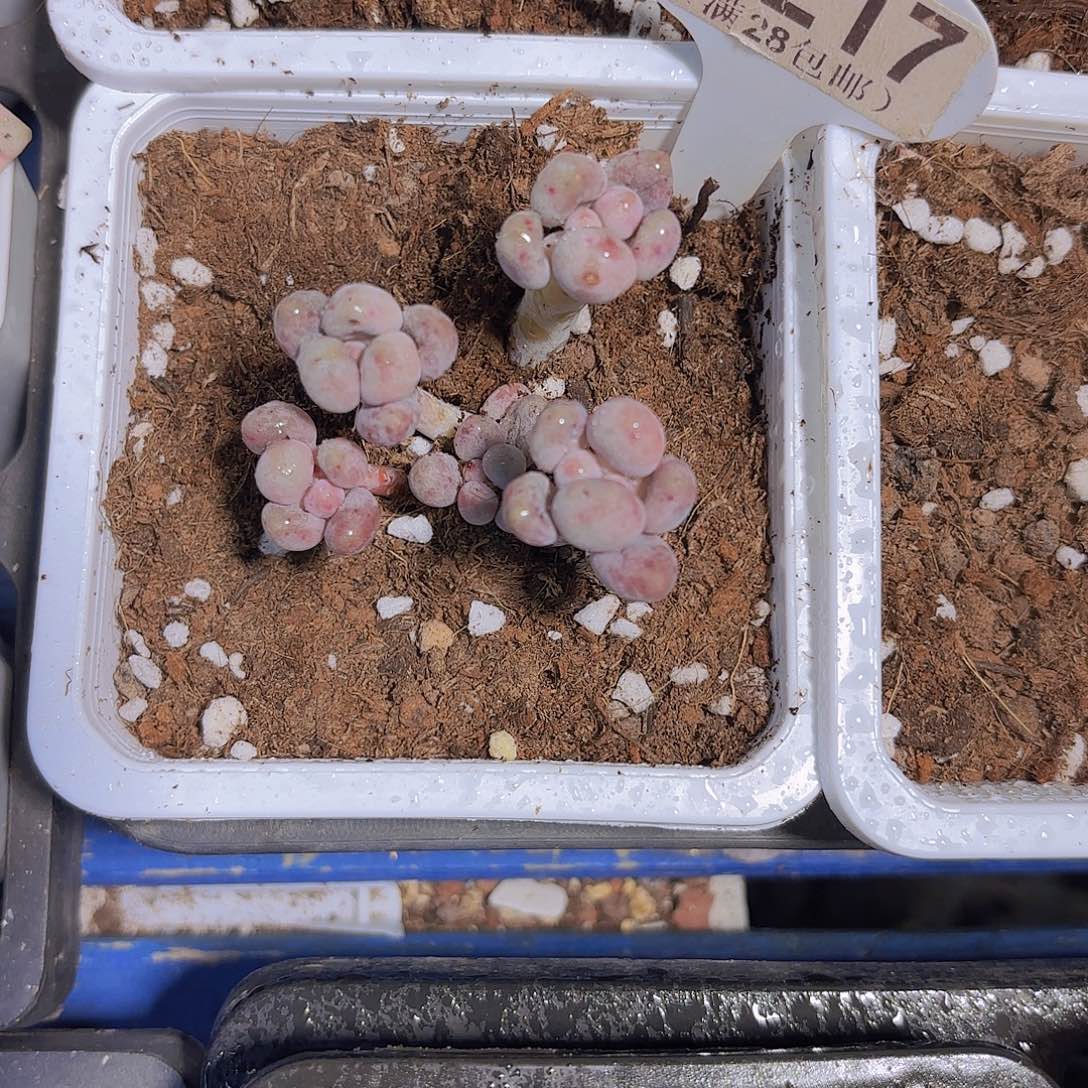 C217仙子奶一物一拍