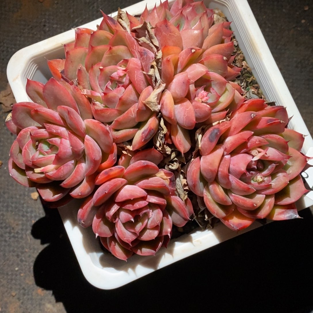 8158不包整散掉头