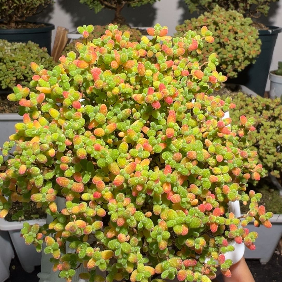 d3165蜜桔糖球枝干