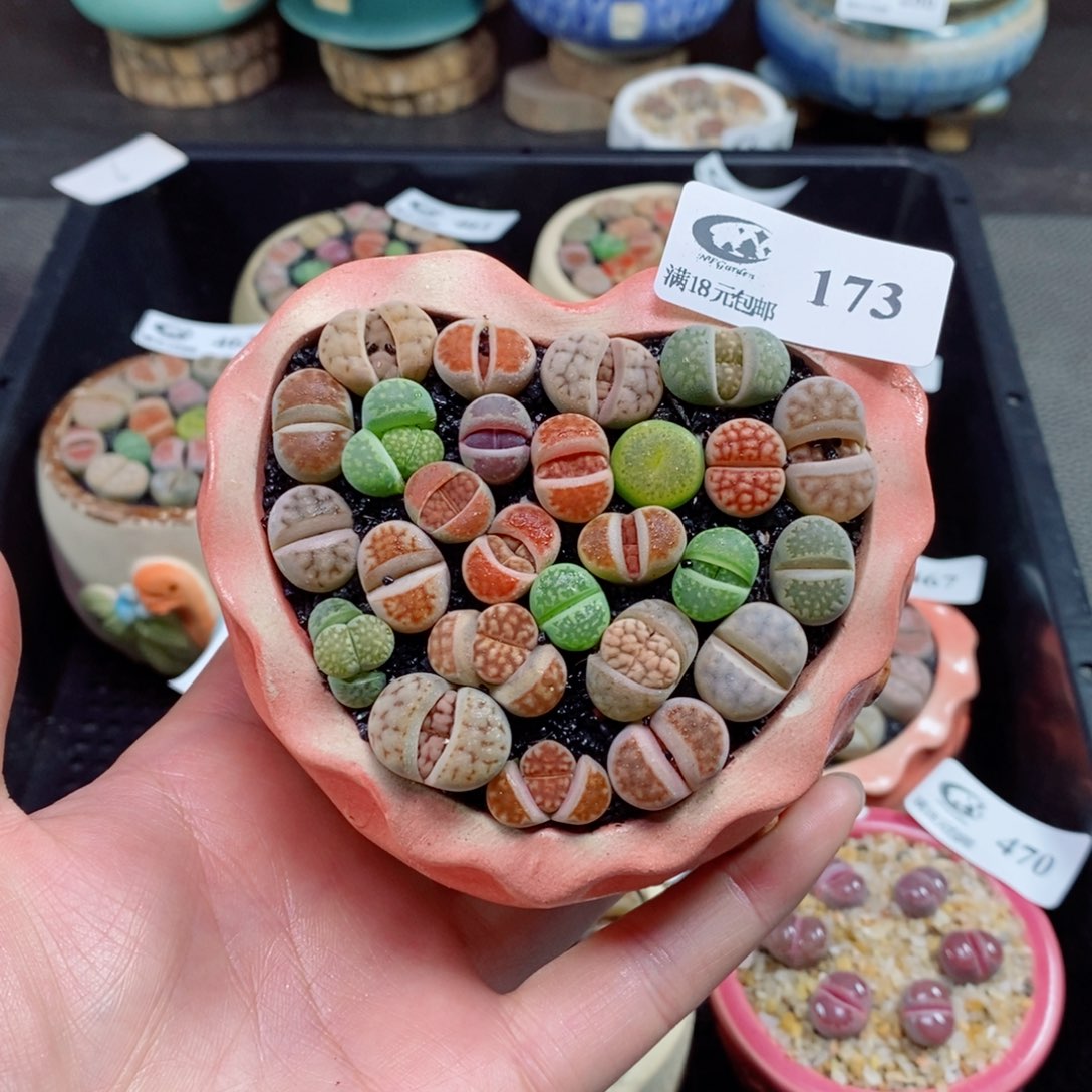 生石花花花花花花173