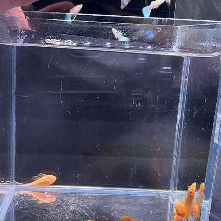 孔雀鱼  小胡子5条，