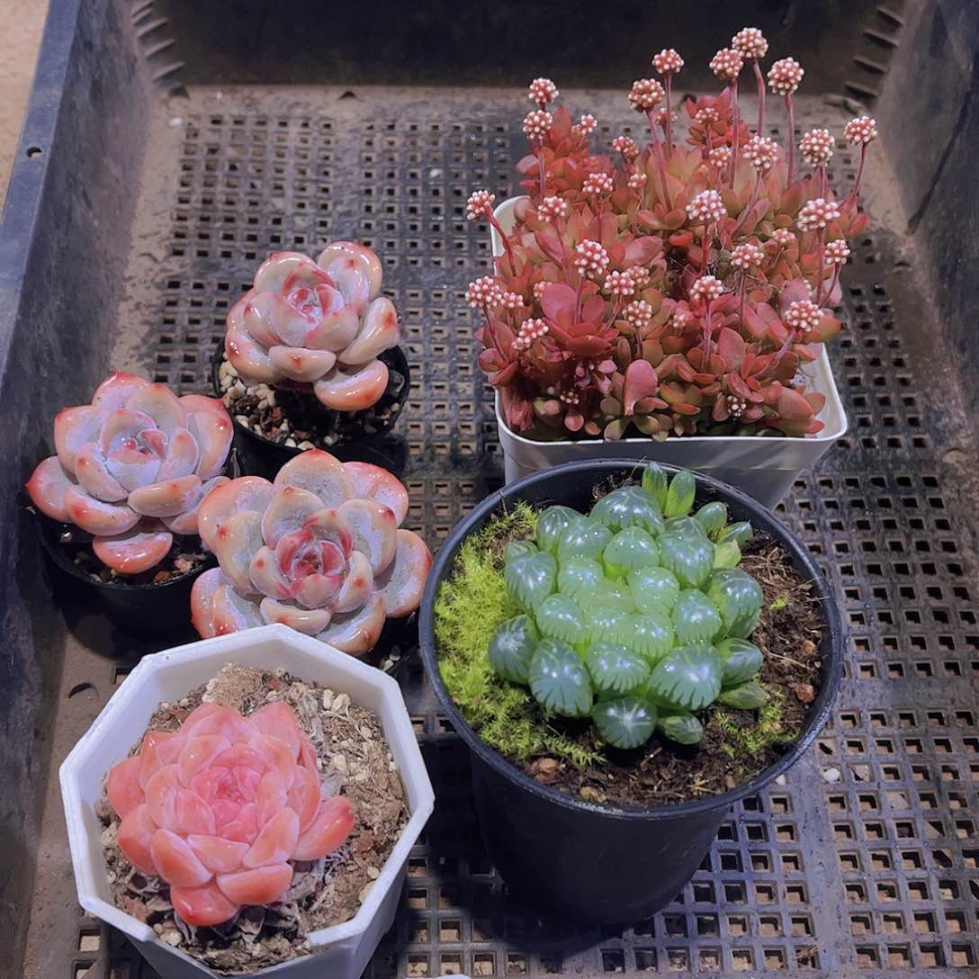 多肉9871多肉植物