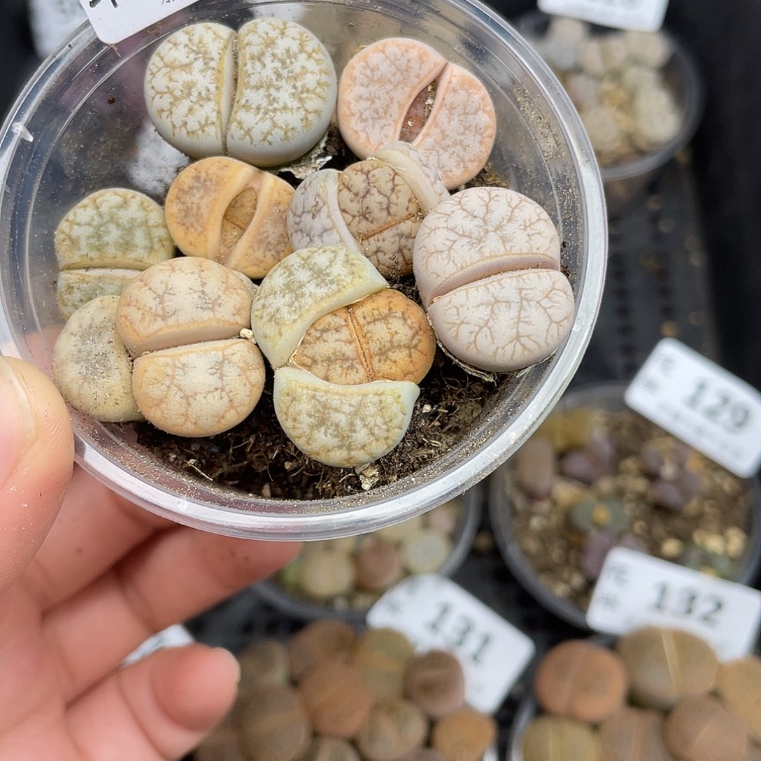 1250000000花花花花花花花花