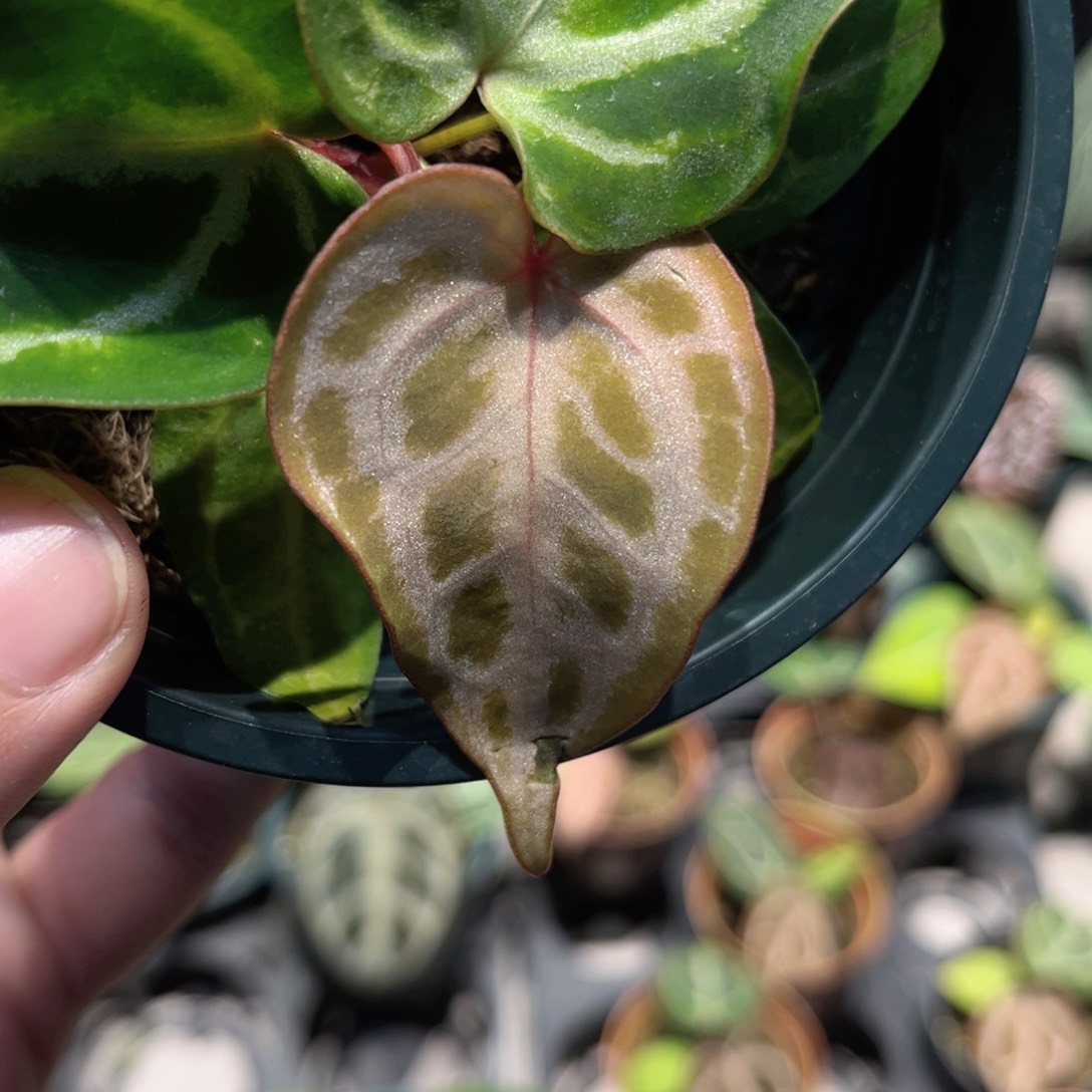 完全开放银虎杂 小苗