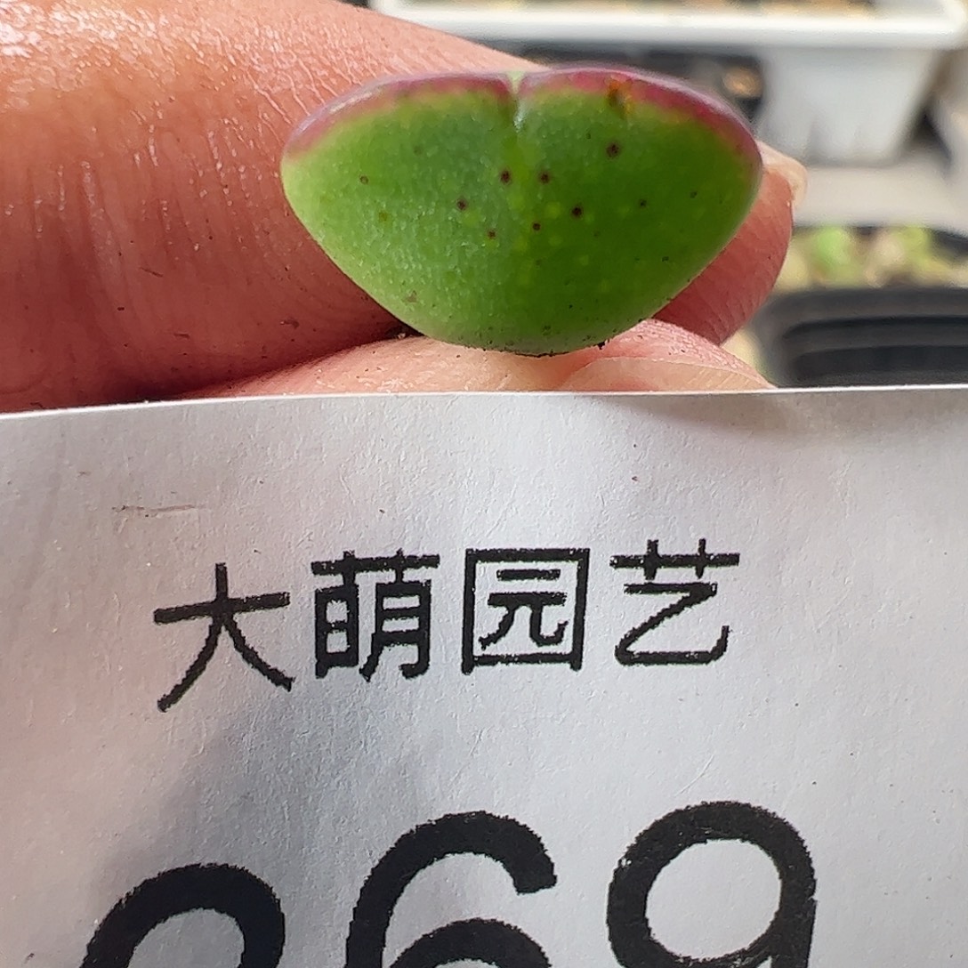 一物一拍园艺PV1184托马斯手工水饺369