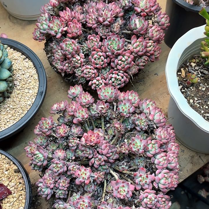 多肉植物，蓝苹果