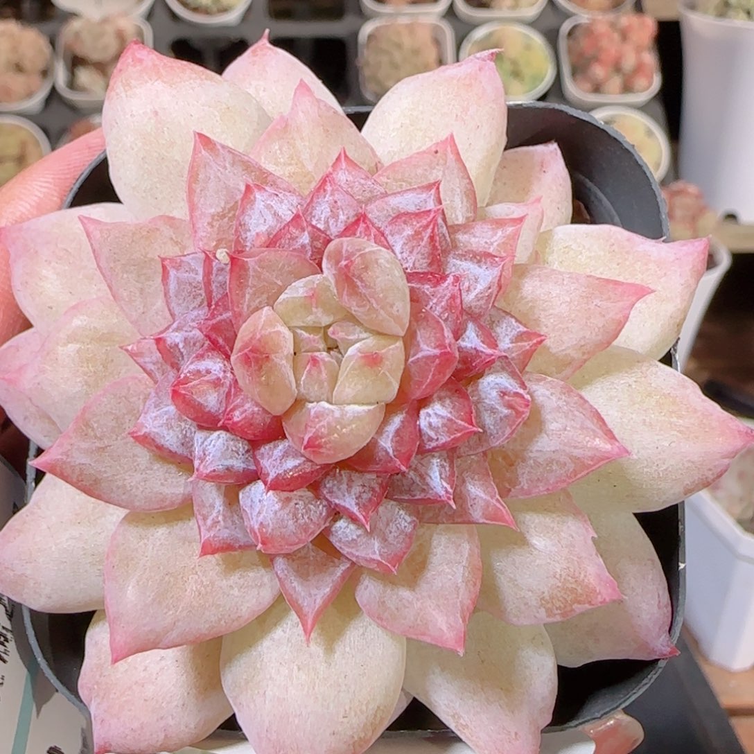 花语多肉1208-364溏心