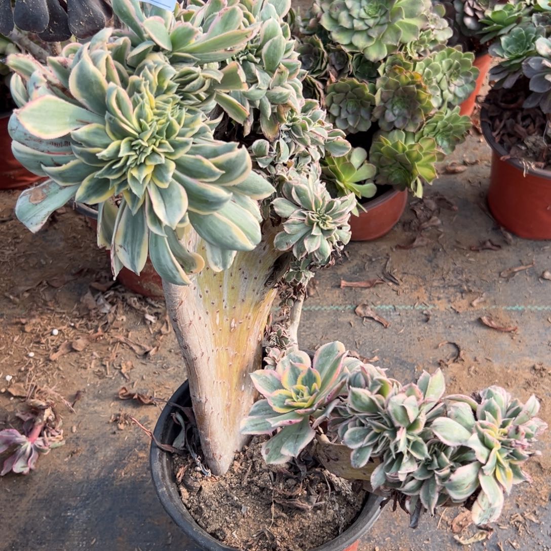 你***帅245灿烂缀化多肉植物法师