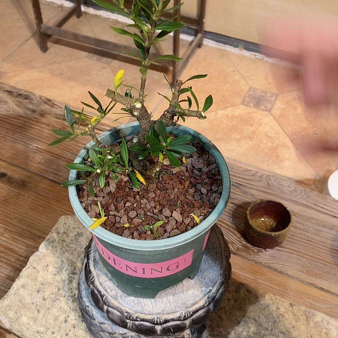 无花朵大*然栀子花