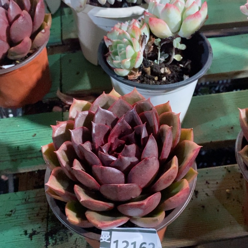 【闪购商品】红灯12162