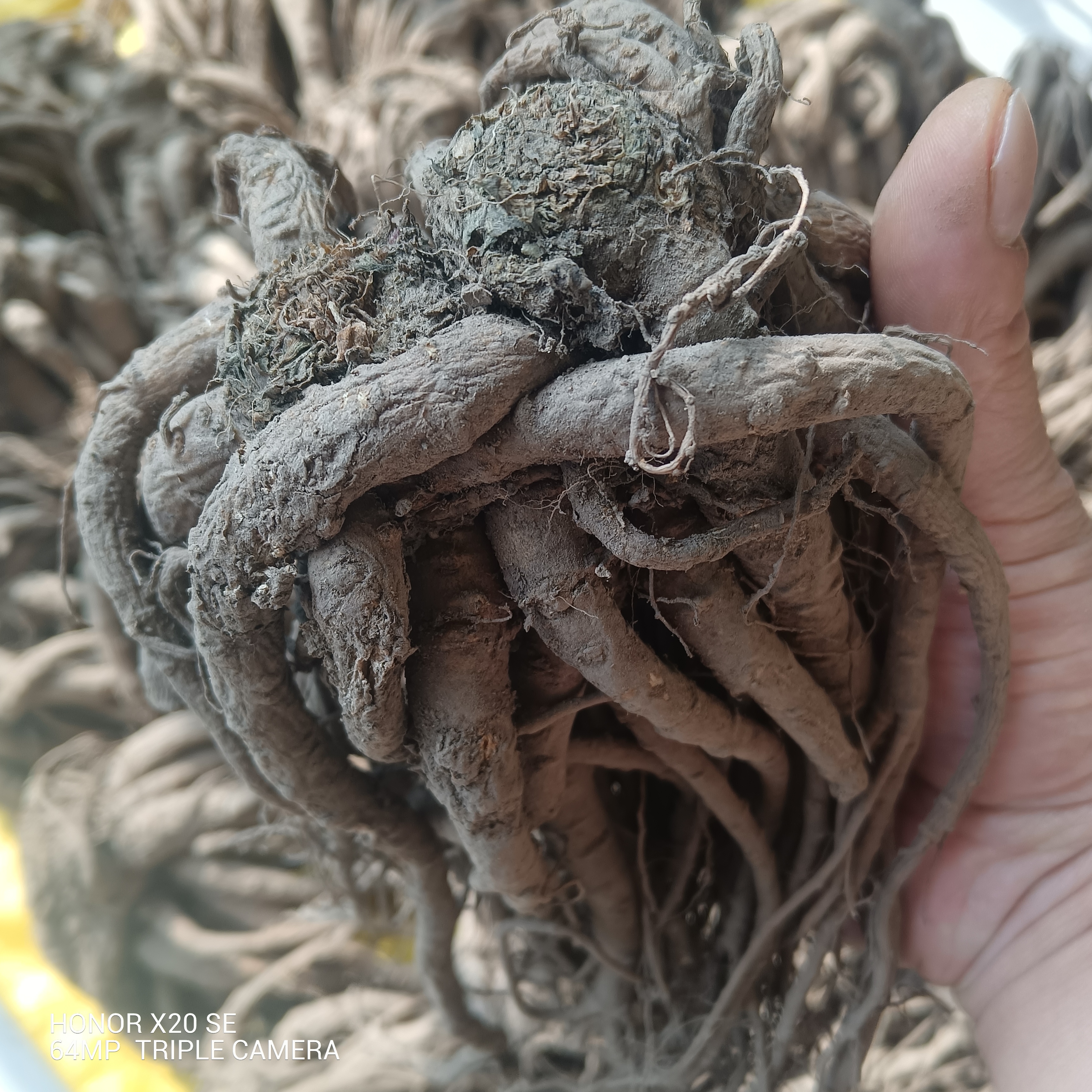 甘肃岷县种植当归250g～500g包邮