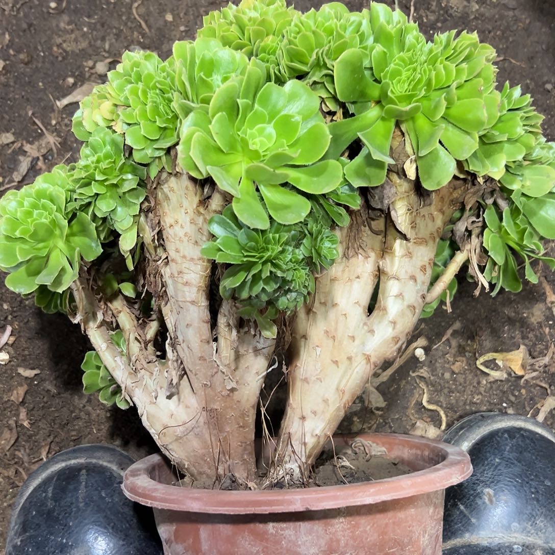 多185肉植物绿羊绒缀花