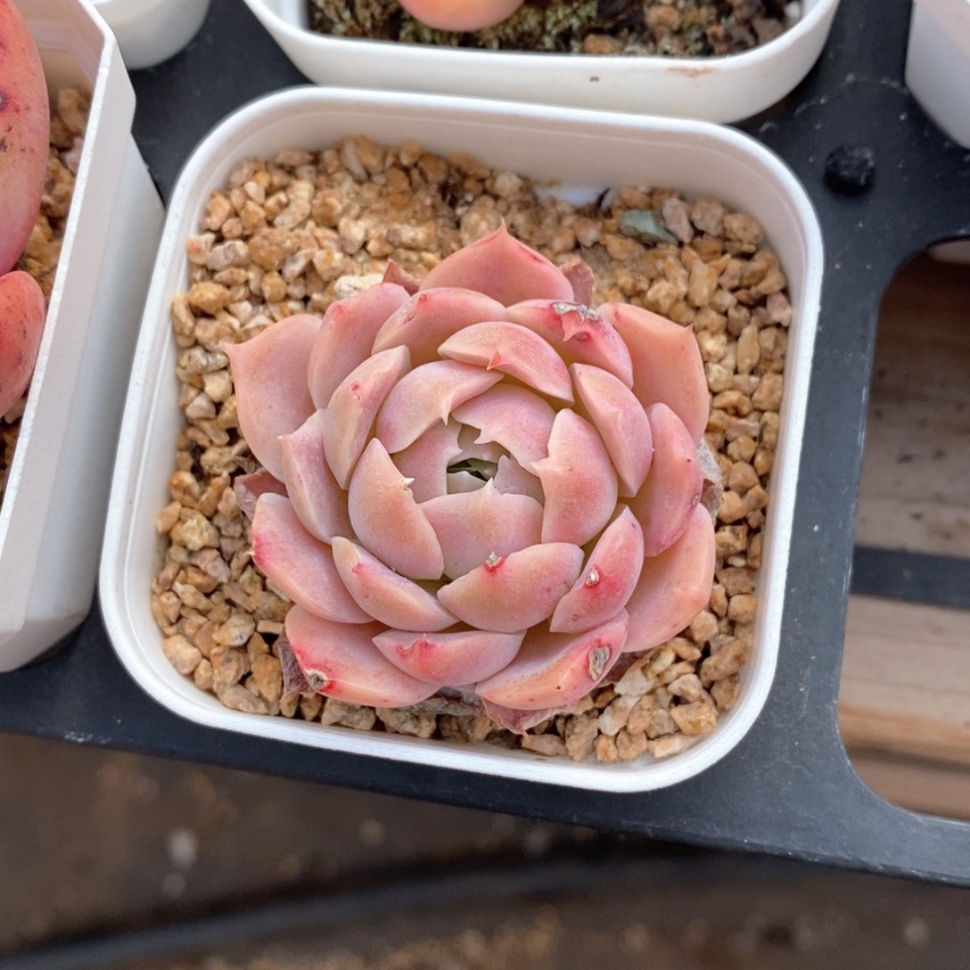 精品多肉一物拍不包整17