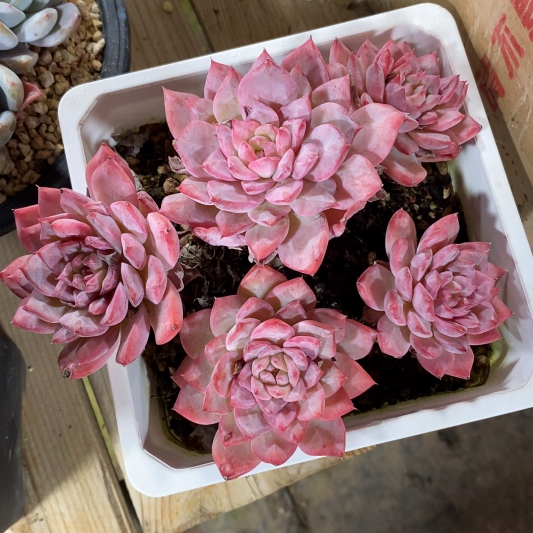 自助下单一物一拍，年后发可寄养问主播