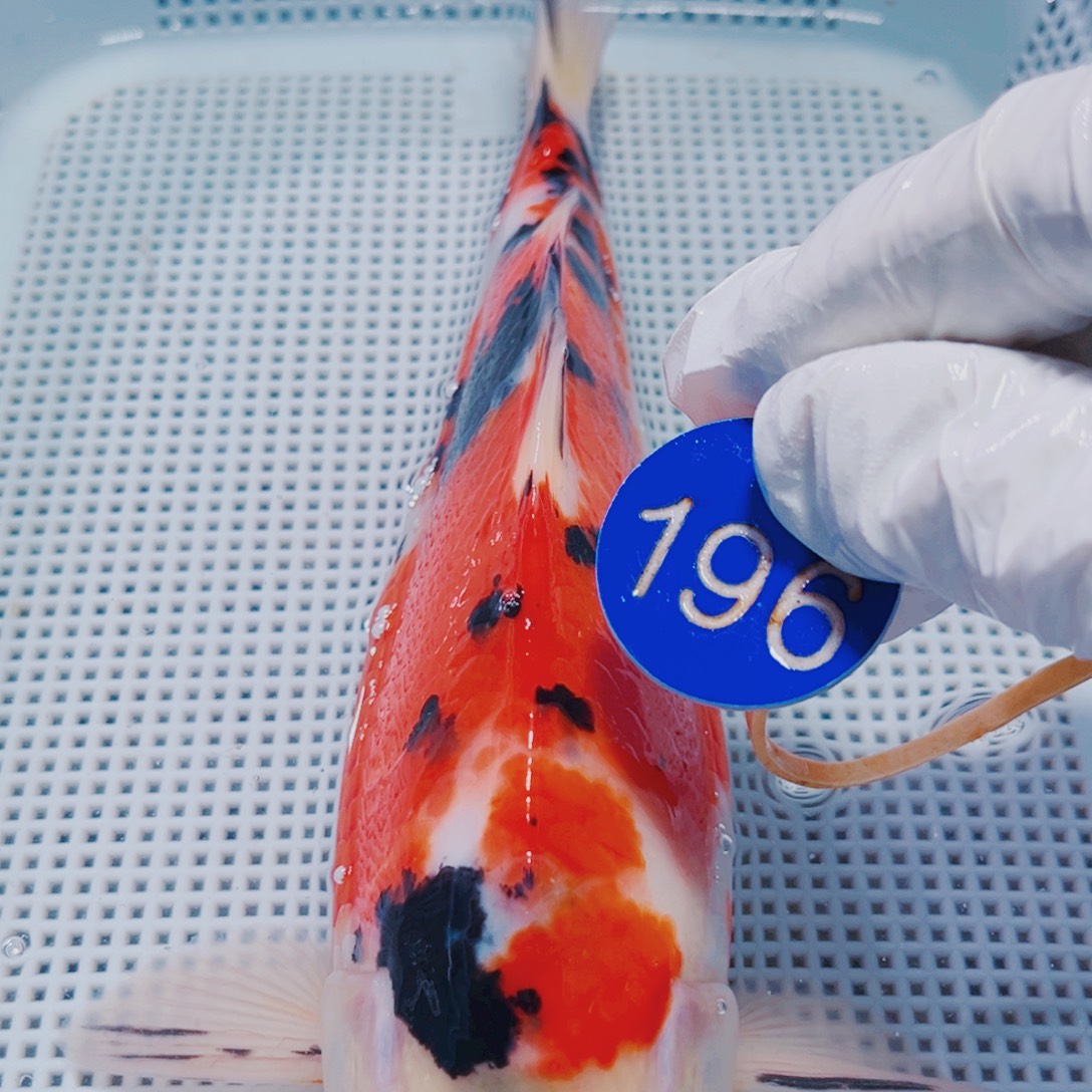 锦鲤锦鲤观赏鱼冷水