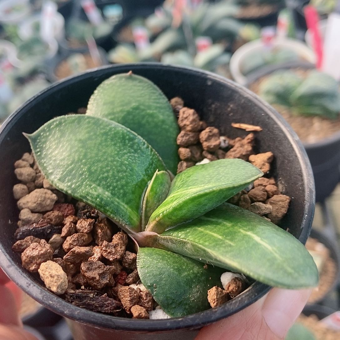 782卧牛实生转锦宽短叶形带盆发货