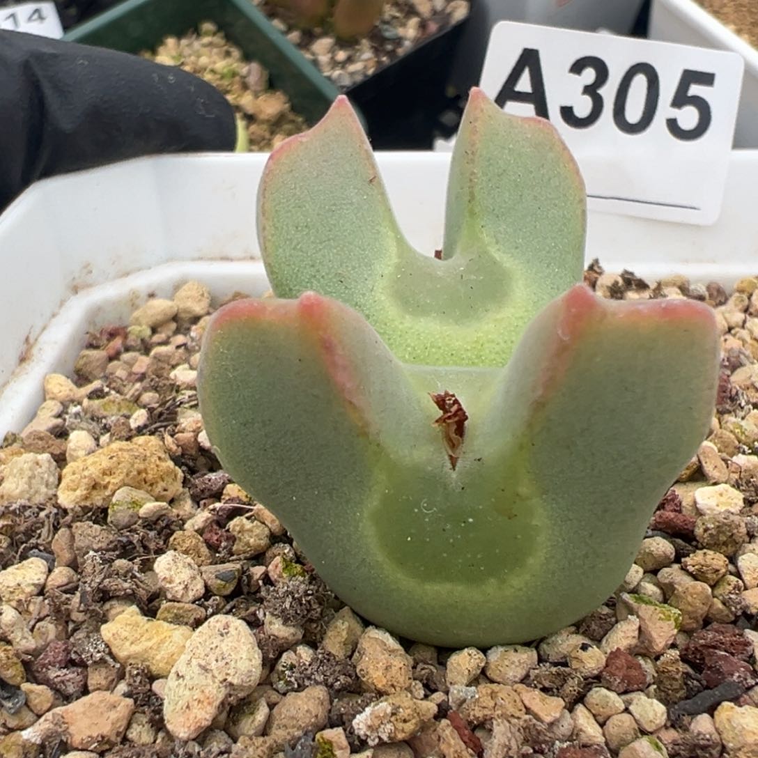 305号大眼空蝉。         