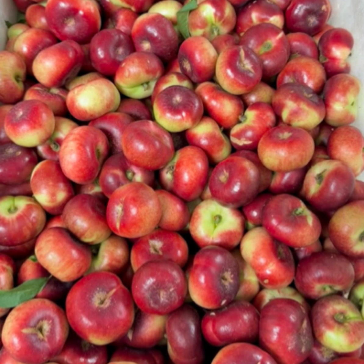 【次日达】山东纽扣蟠桃5斤新鲜采摘自然成熟丑桃子当季新鲜水果桃子山东省