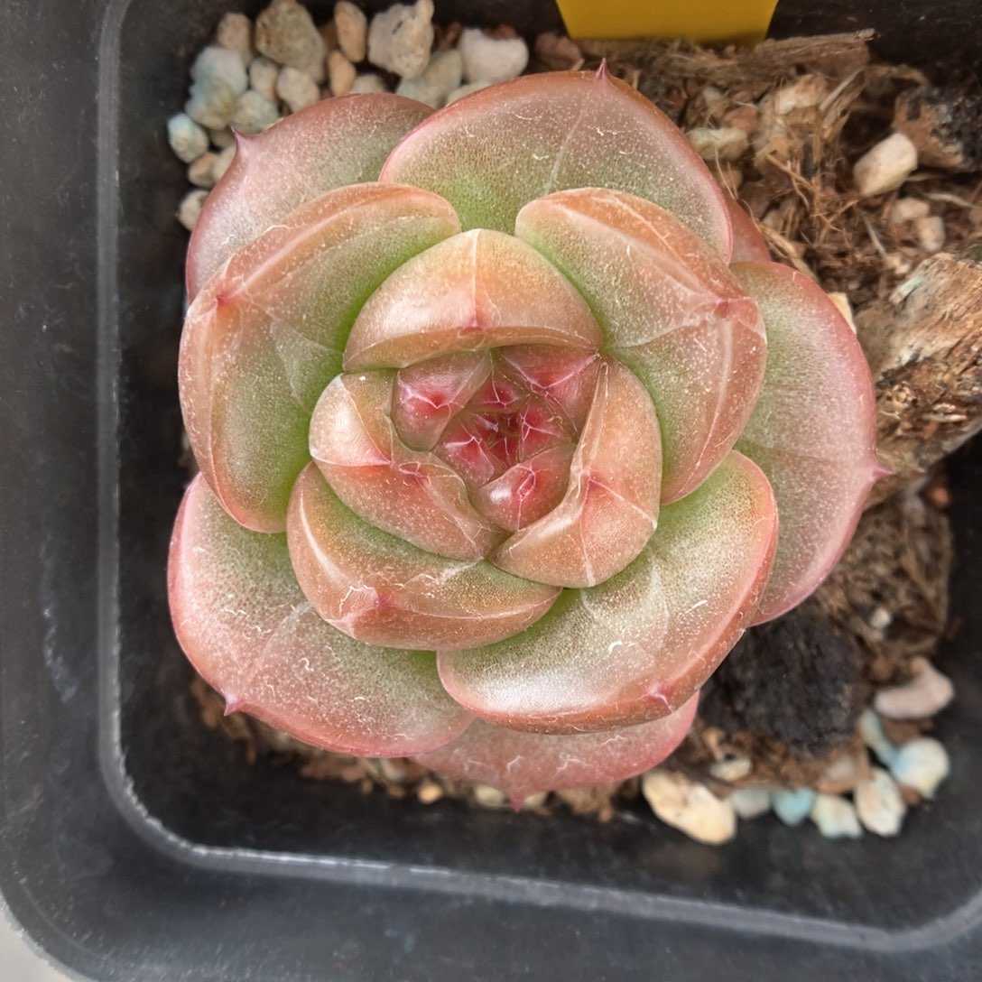 油透珍妮959号。    